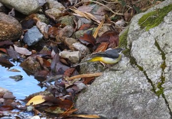 キセキレイ 甲山森林公園 2023年12月17日(日)