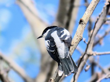 White-winged Triller Jindabyne, NSW, Australia Thu, 12/7/2023