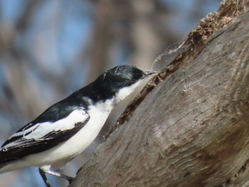 White-winged Triller Jindabyne, NSW, Australia Thu, 12/7/2023