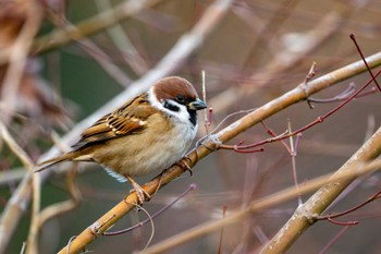 スズメ 熊本 八景水谷公園 2023年12月17日(日)