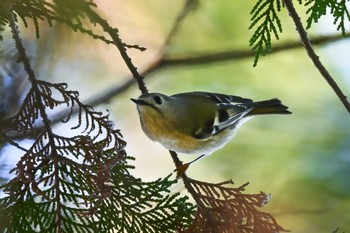 2023年12月17日(日) 秋ヶ瀬公園の野鳥観察記録