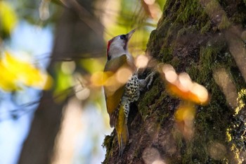 アオゲラ 秋ヶ瀬公園 2023年12月17日(日)