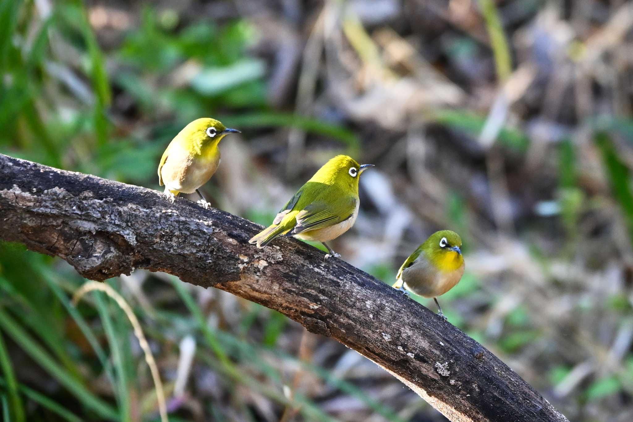 Photo of Warbling White-eye at Akigase Park by Yokai