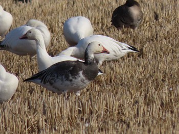 Snow Goose Izunuma Wed, 12/13/2023