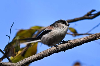 エナガ 秋ヶ瀬公園 2023年12月17日(日)