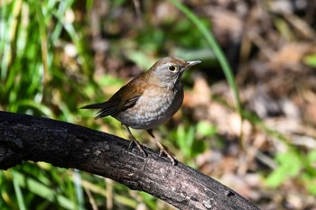 シロハラ 秋ヶ瀬公園 2023年12月17日(日)