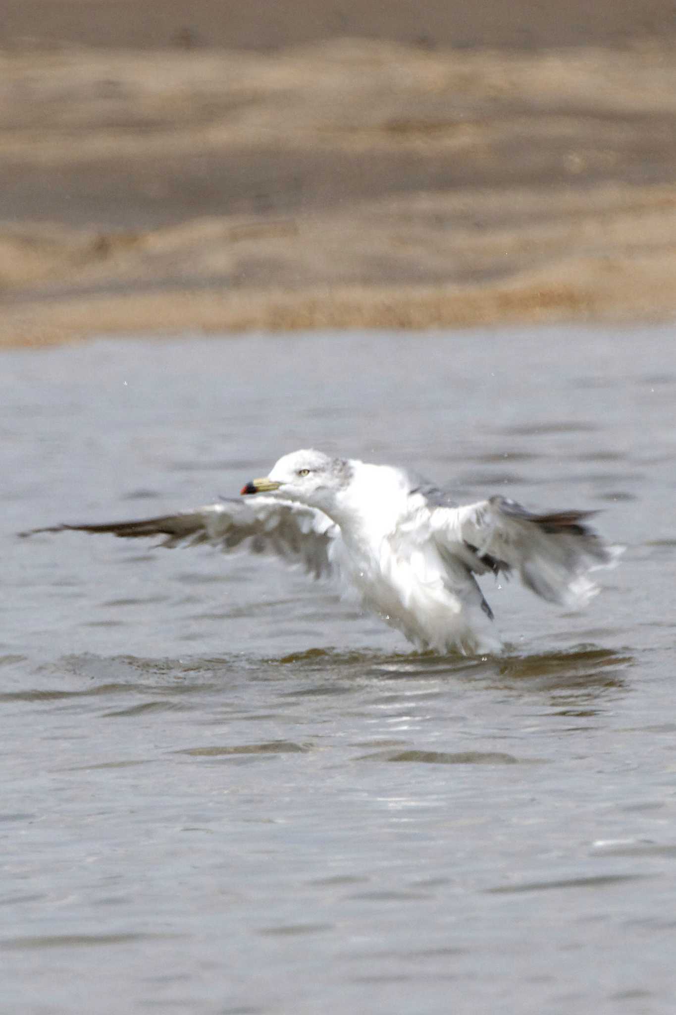 Black-tailed Gull