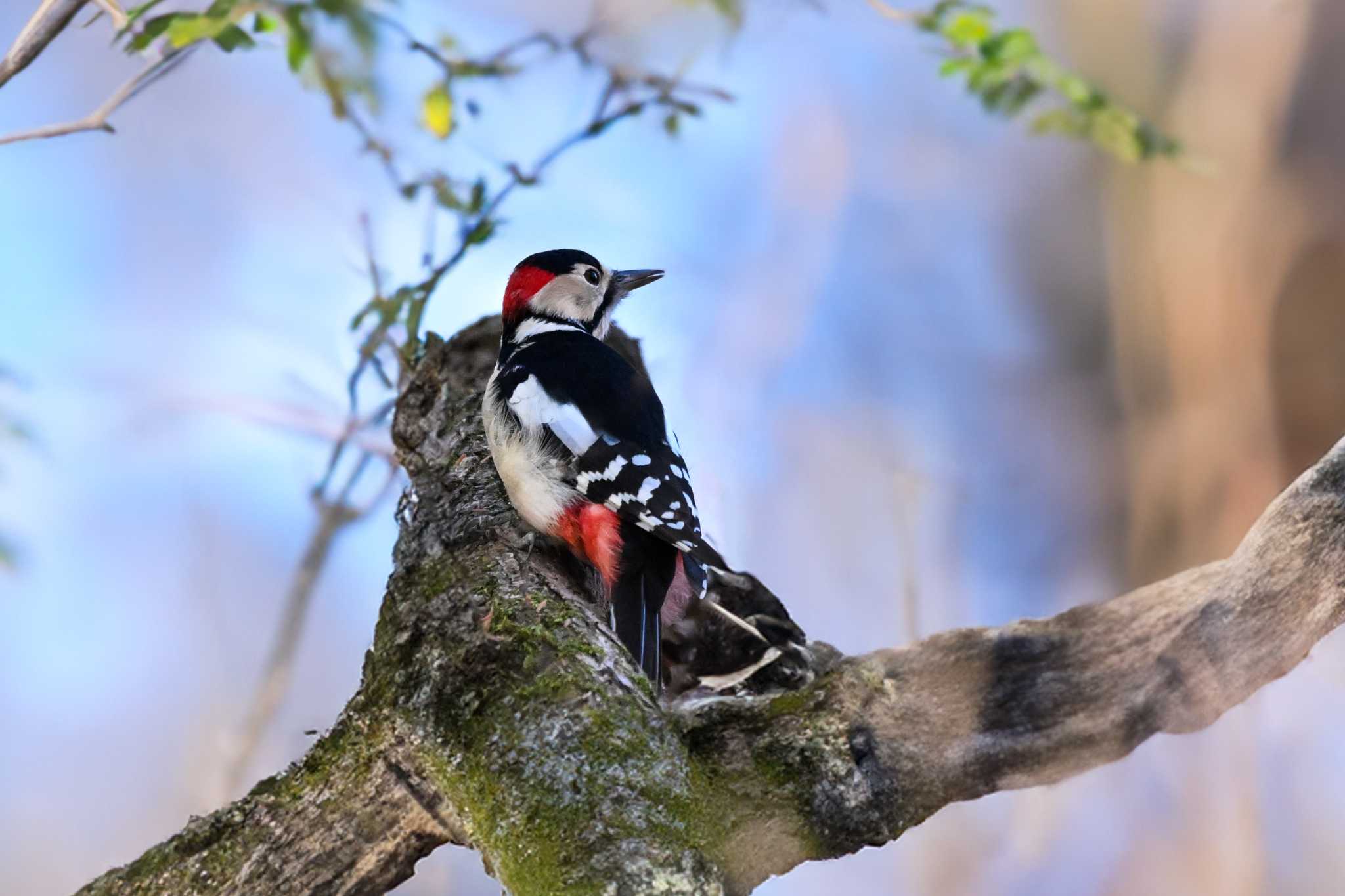 Photo of Great Spotted Woodpecker at Akigase Park by Yokai