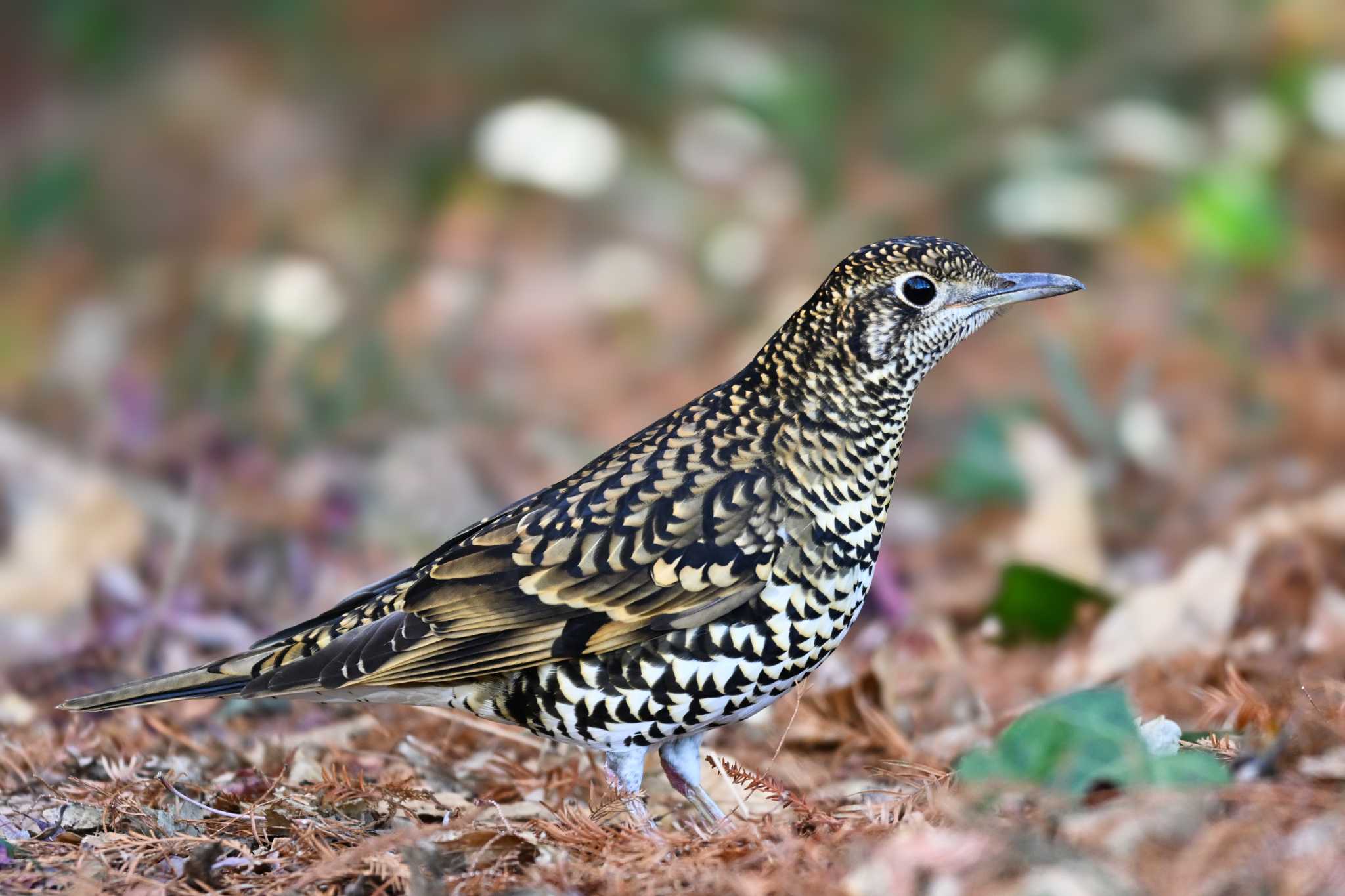 White's Thrush