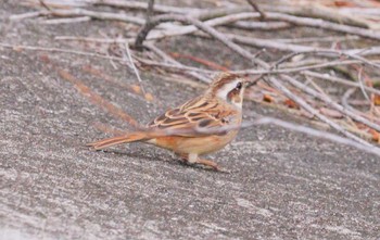 Meadow Bunting 雲出川河口 Sat, 12/16/2023