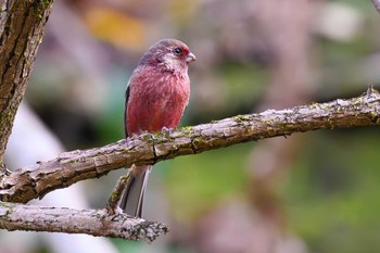 Siberian Long-tailed Rosefinch Hayatogawa Forest Road Sat, 12/16/2023