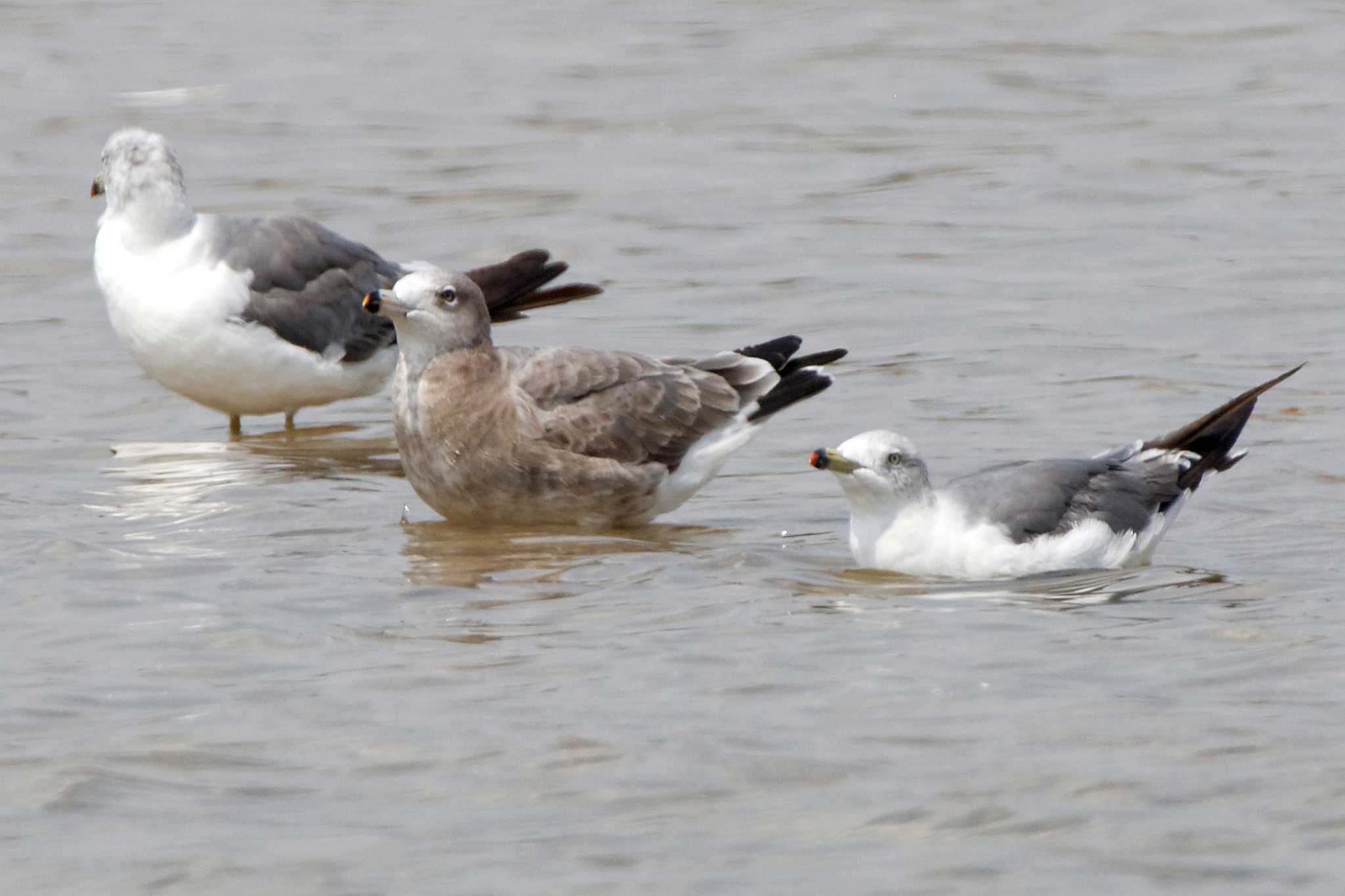 Black-tailed Gull