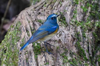 Red-flanked Bluetail Hayatogawa Forest Road Sat, 12/16/2023