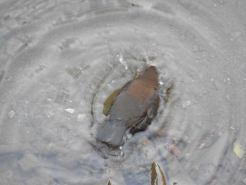 2023年12月17日(日) 早戸川林道の野鳥観察記録