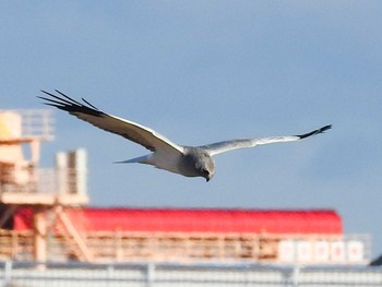 2023年12月17日(日) 鍋田干拓地の野鳥観察記録