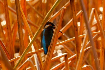 カワセミ 不忍池(上野恩賜公園) 2023年12月17日(日)