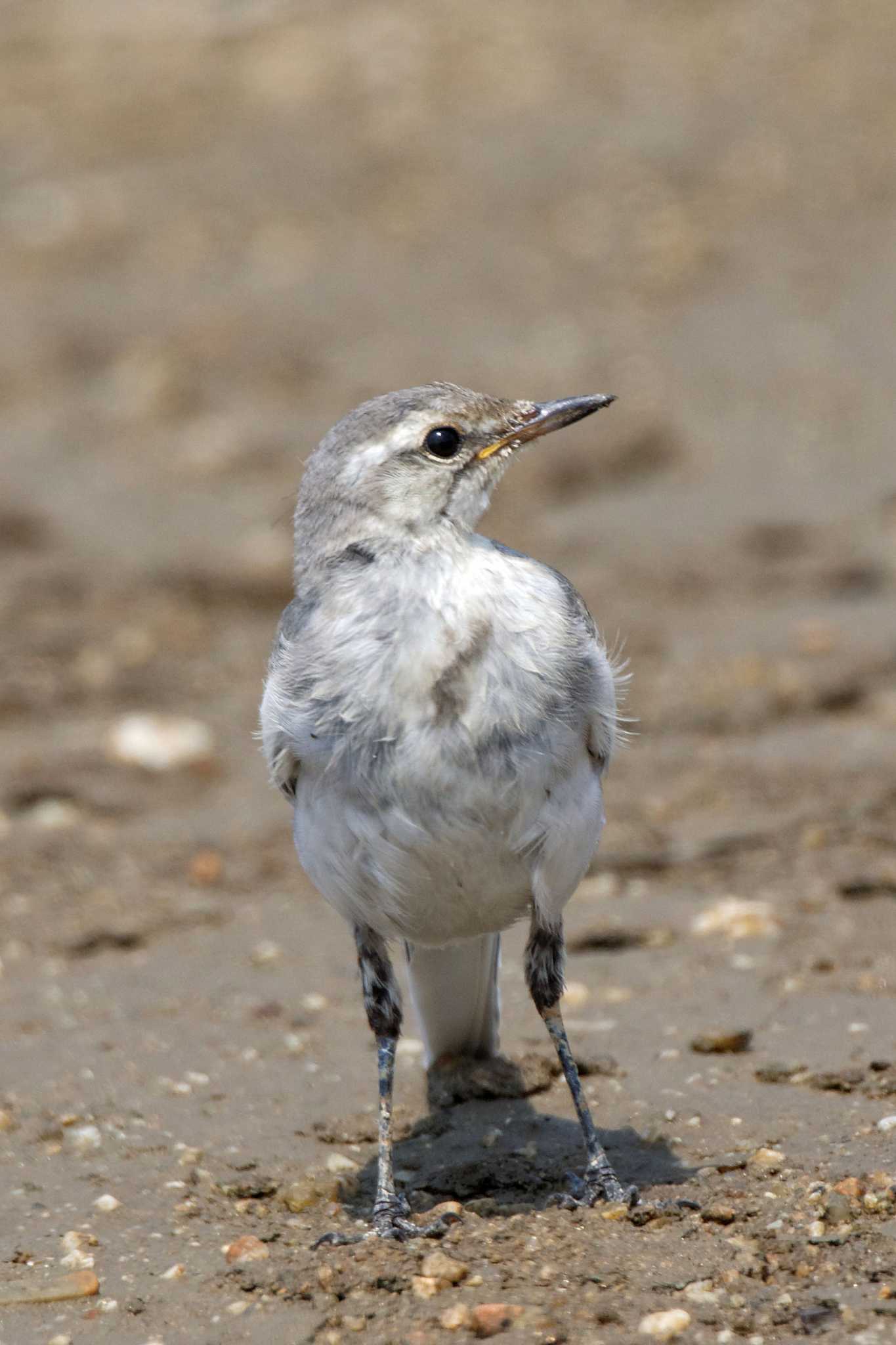 White Wagtail