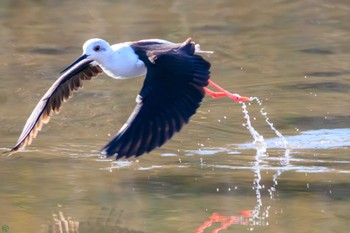 2023年12月10日(日) 六郷橋緑地の野鳥観察記録