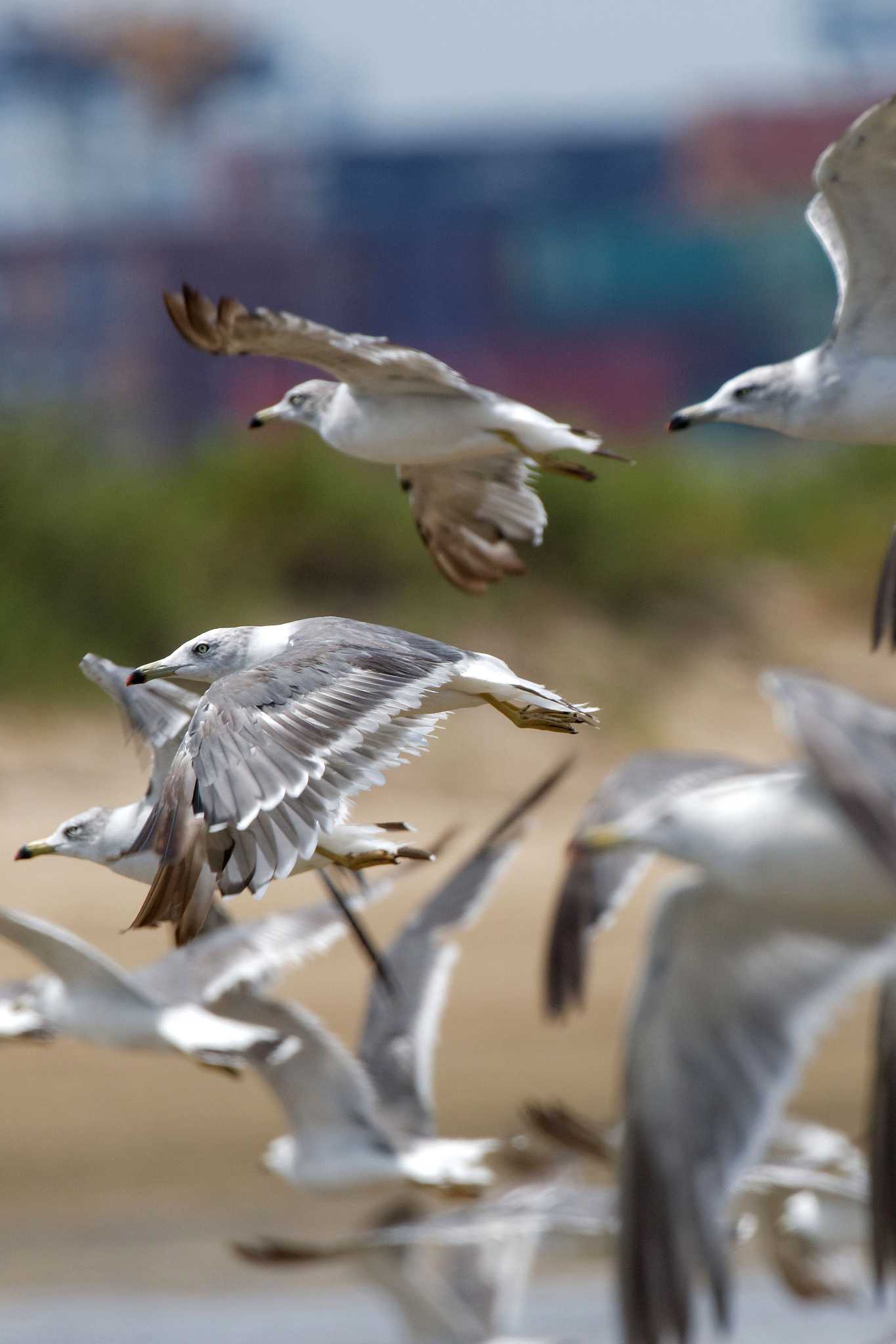 Black-tailed Gull