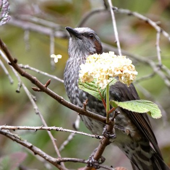 2016年10月10日(月) なばなの里の野鳥観察記録