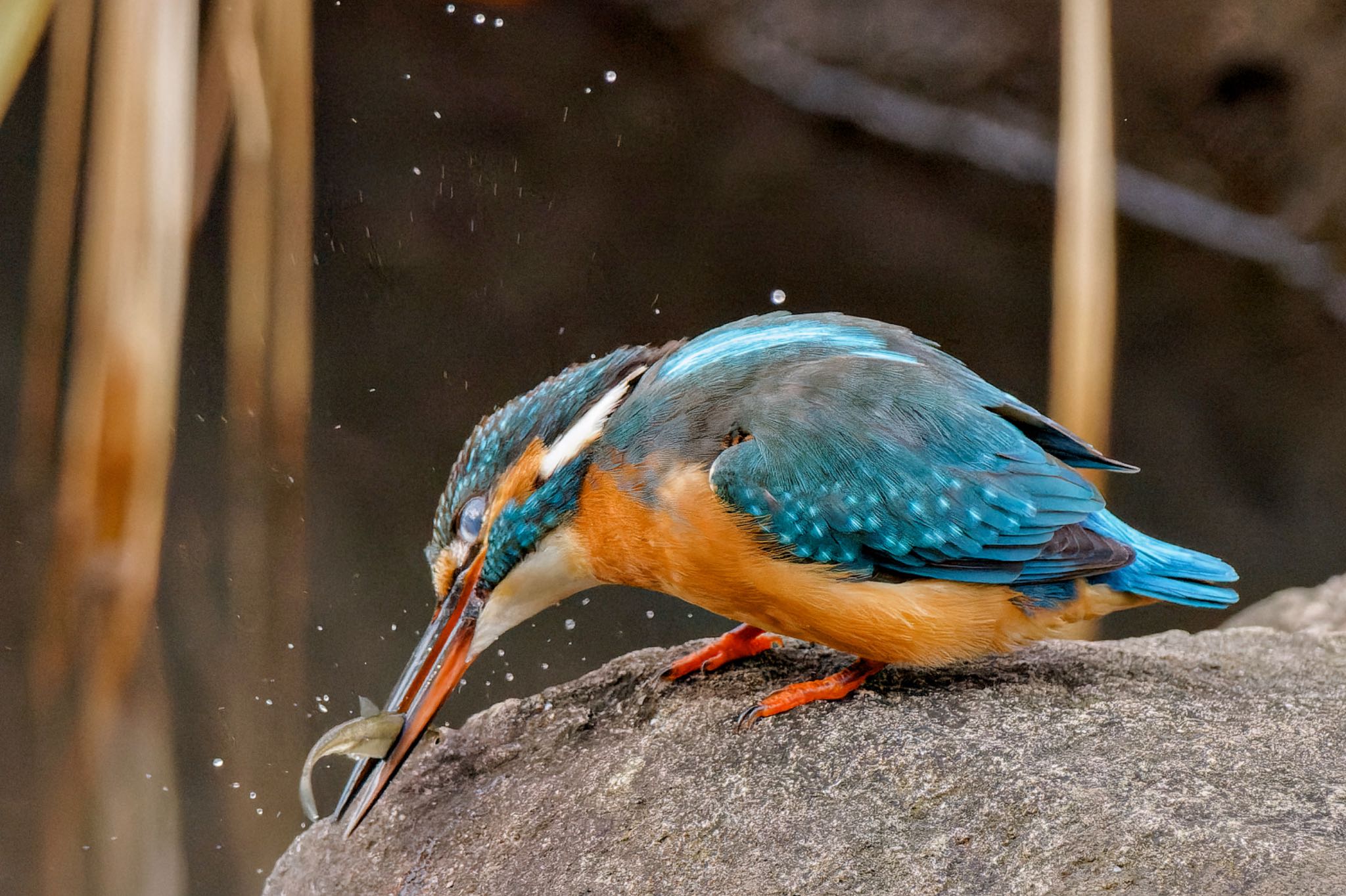 Common Kingfisher