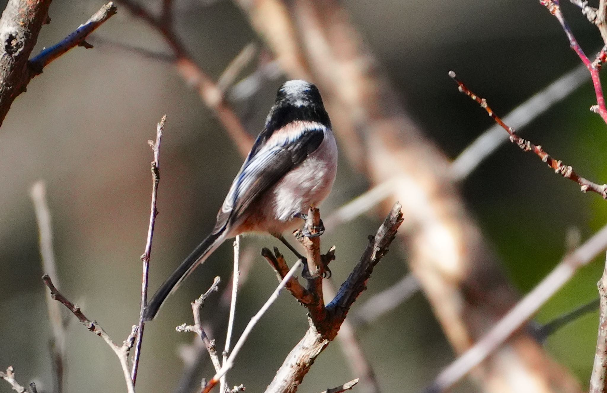 Long-tailed Tit