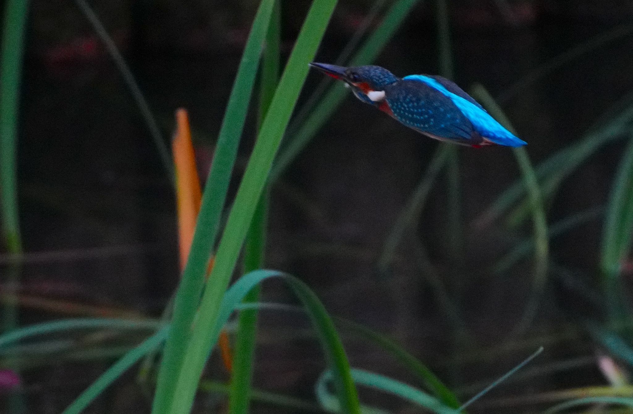 Common Kingfisher