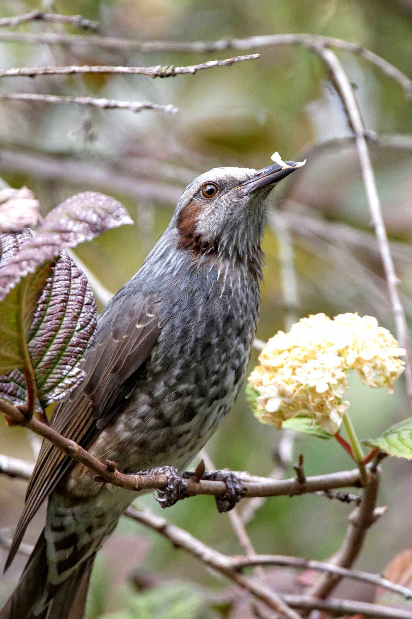 Brown-eared Bulbul