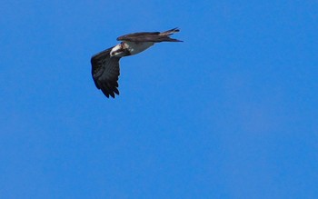 2023年12月17日(日) 淀川河川敷の野鳥観察記録