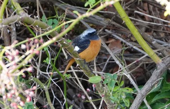 ジョウビタキ 淀川河川敷 2023年12月17日(日)