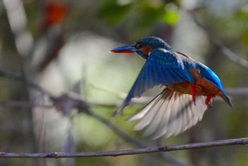 Sun, 12/17/2023 Birding report at 城北公園