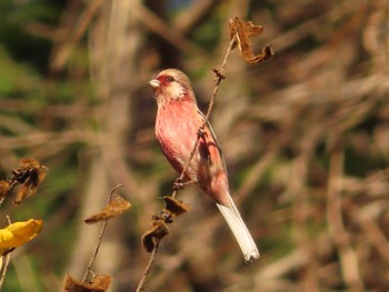 2023年12月17日(日) 早戸川林道の野鳥観察記録