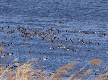 2023年12月17日(日) 渡良瀬遊水地の野鳥観察記録