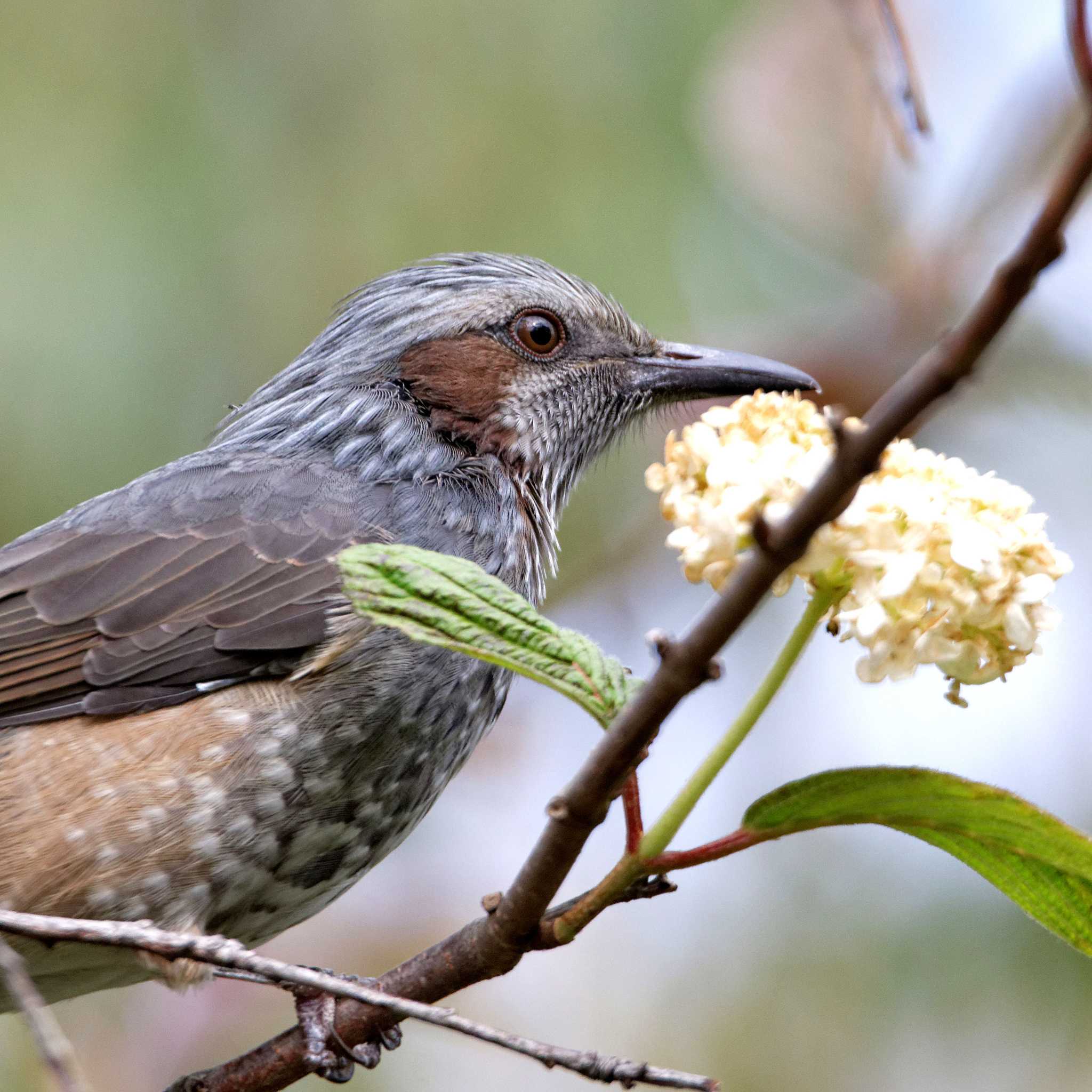 Brown-eared Bulbul