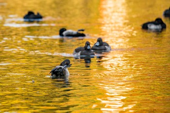 キンクロハジロ こども自然公園 (大池公園/横浜市) 2023年11月16日(木)