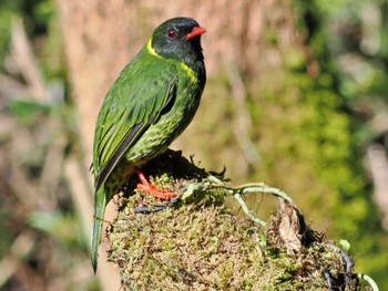 Green-and-black Fruiteater コロンビア Mon, 12/11/2023