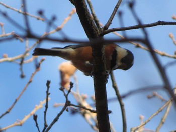 Varied Tit Unknown Spots Sun, 12/17/2023