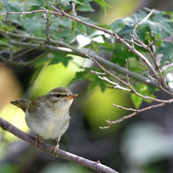 Eastern Crowned Warbler なばなの里 Mon, 10/10/2016