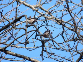 Long-tailed Tit Unknown Spots Sun, 12/17/2023