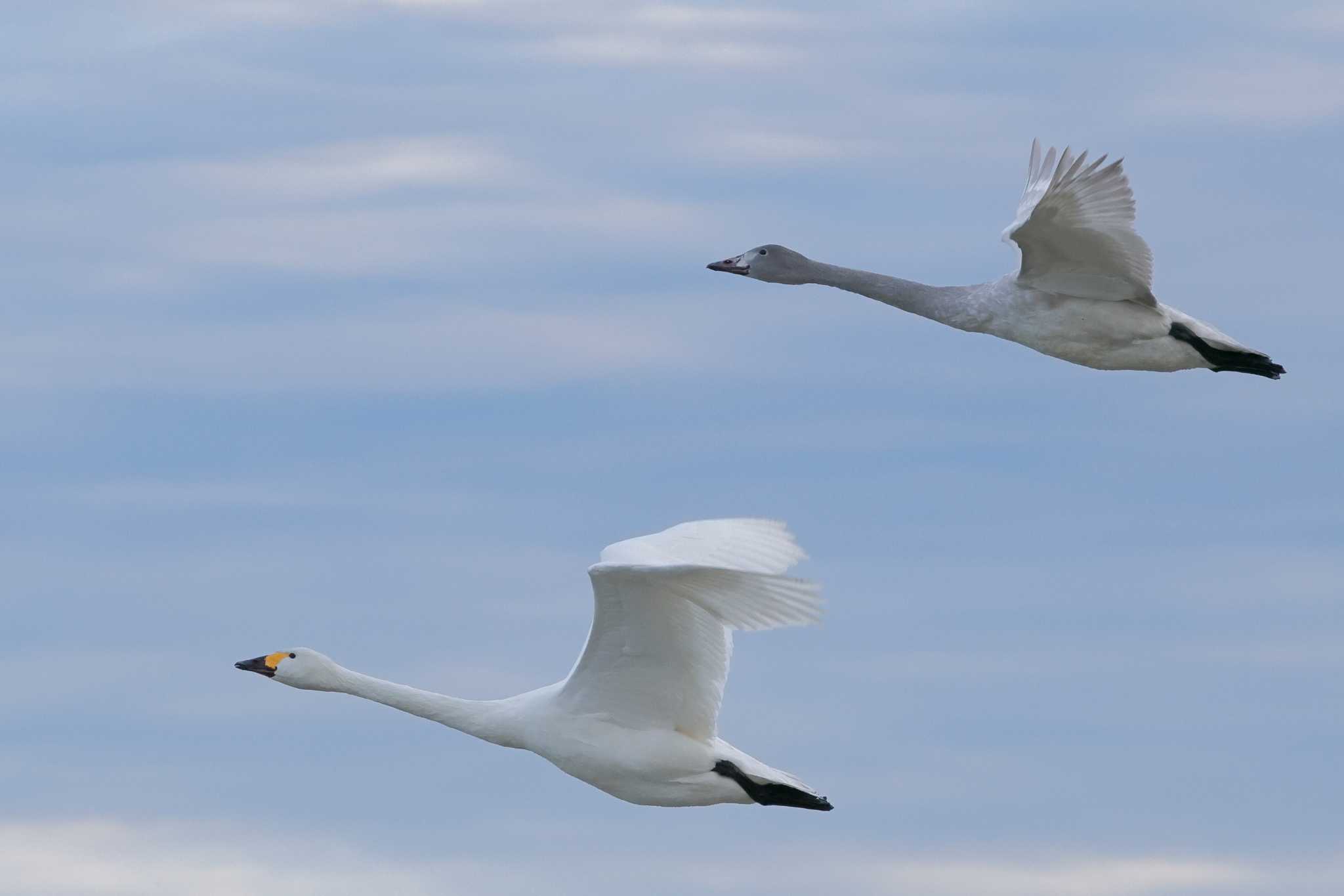 Photo of Tundra Swan at 本埜村白鳥の郷 by おさおさ