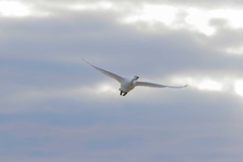 Tundra Swan 本埜村白鳥の郷 Sun, 12/17/2023