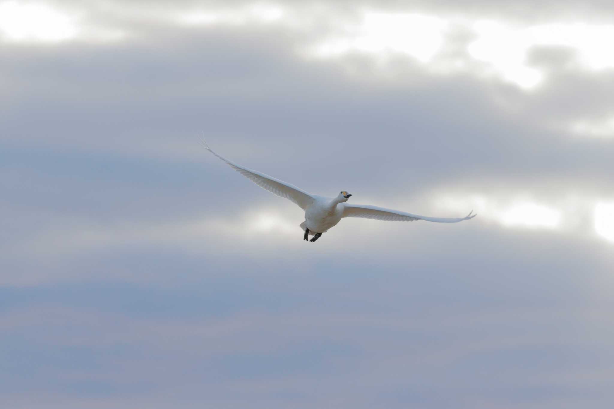 本埜村白鳥の郷 コハクチョウの写真 by おさおさ