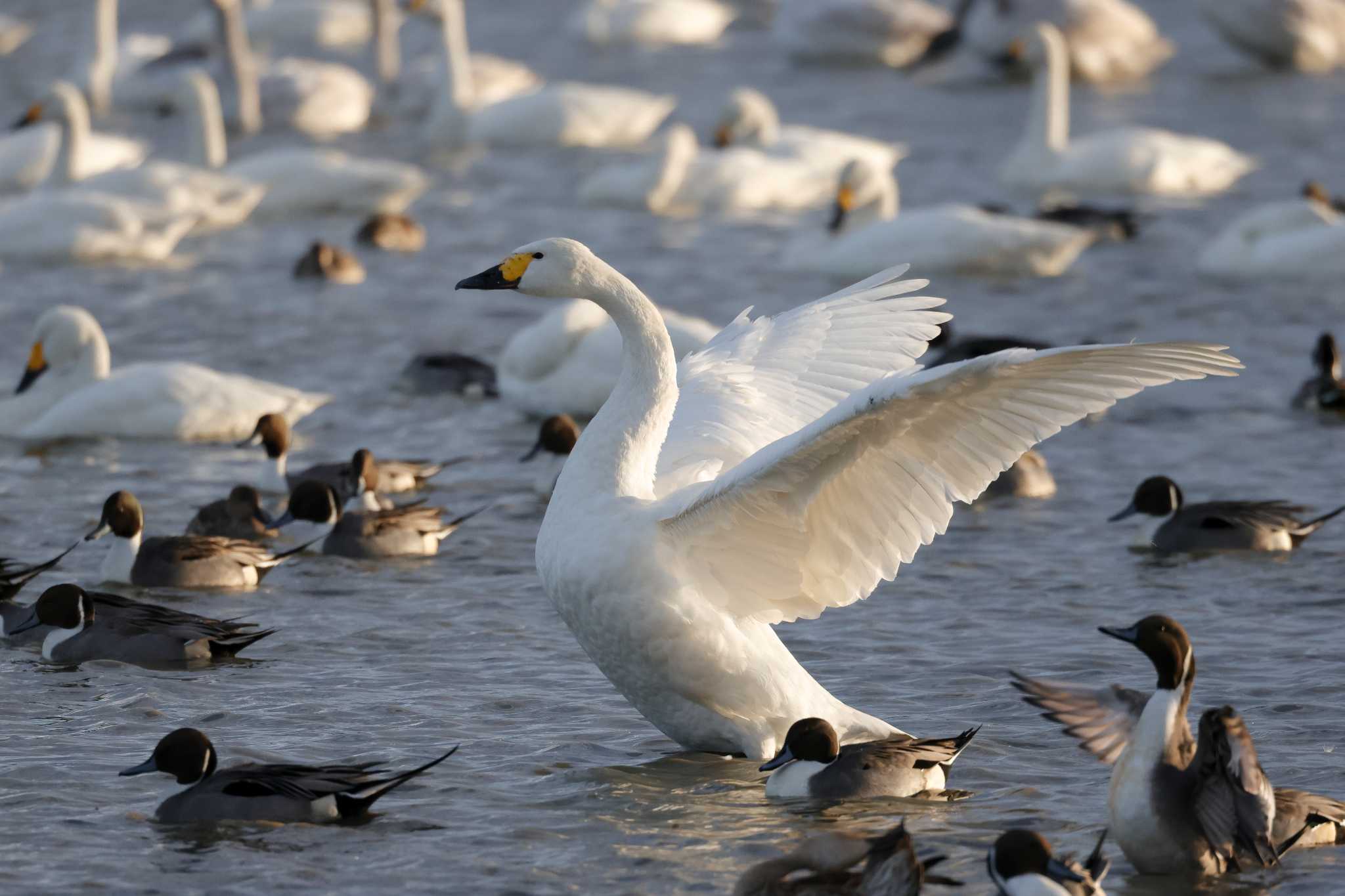 Photo of Tundra Swan at 本埜村白鳥の郷 by おさおさ