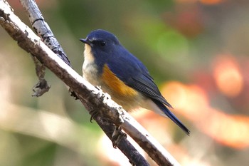 2023年12月17日(日) 小宮公園(八王子)の野鳥観察記録