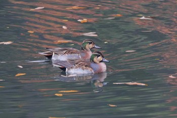 Baikal Teal 大阪府豊中市 Sat, 12/16/2023