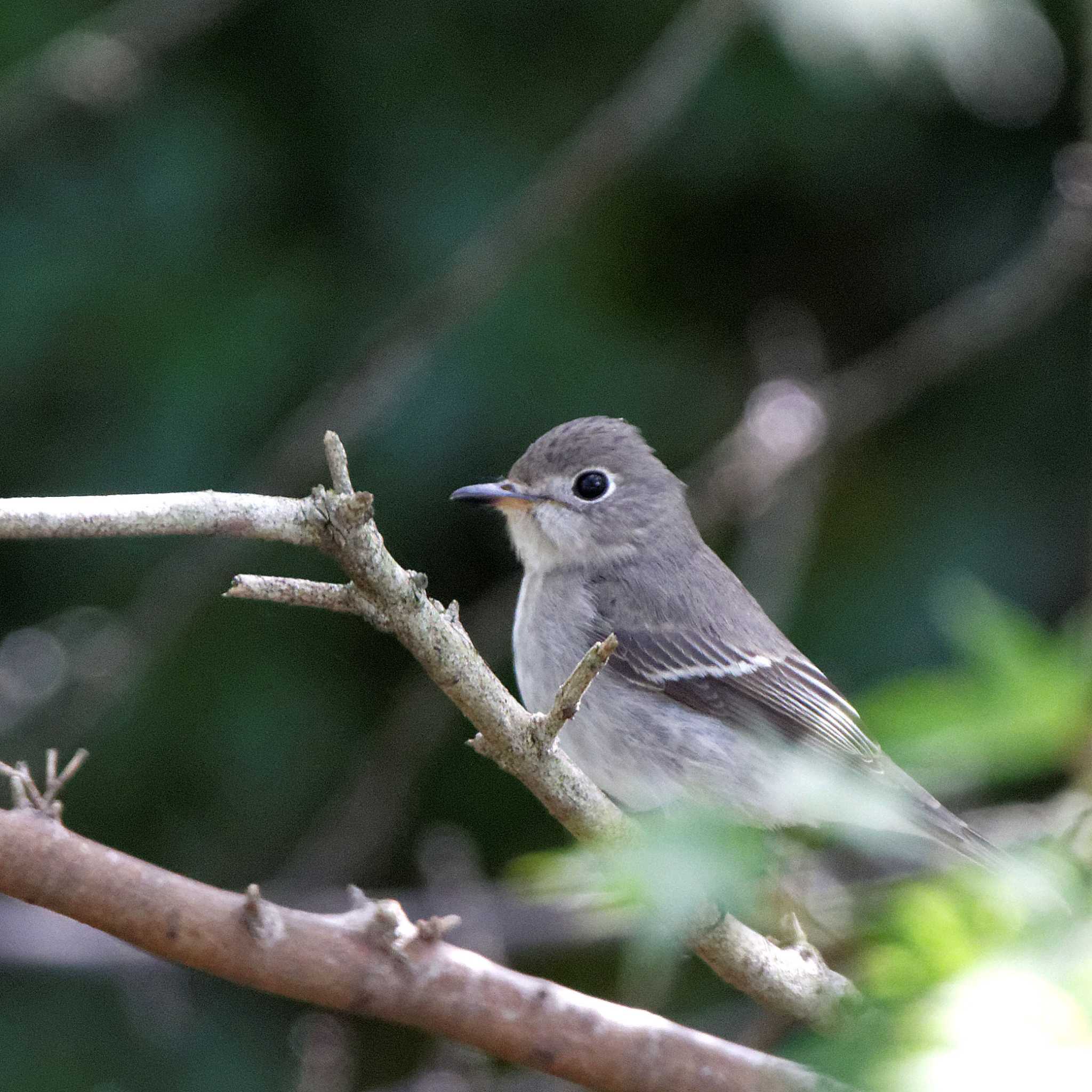 Asian Brown Flycatcher