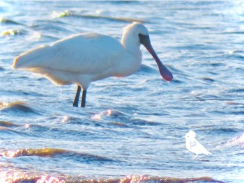 Black-faced Spoonbill Isanuma Sun, 12/17/2023