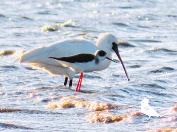 Black-faced Spoonbill Isanuma Sun, 12/17/2023