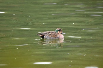 2023年11月12日(日) 井頭公園の野鳥観察記録