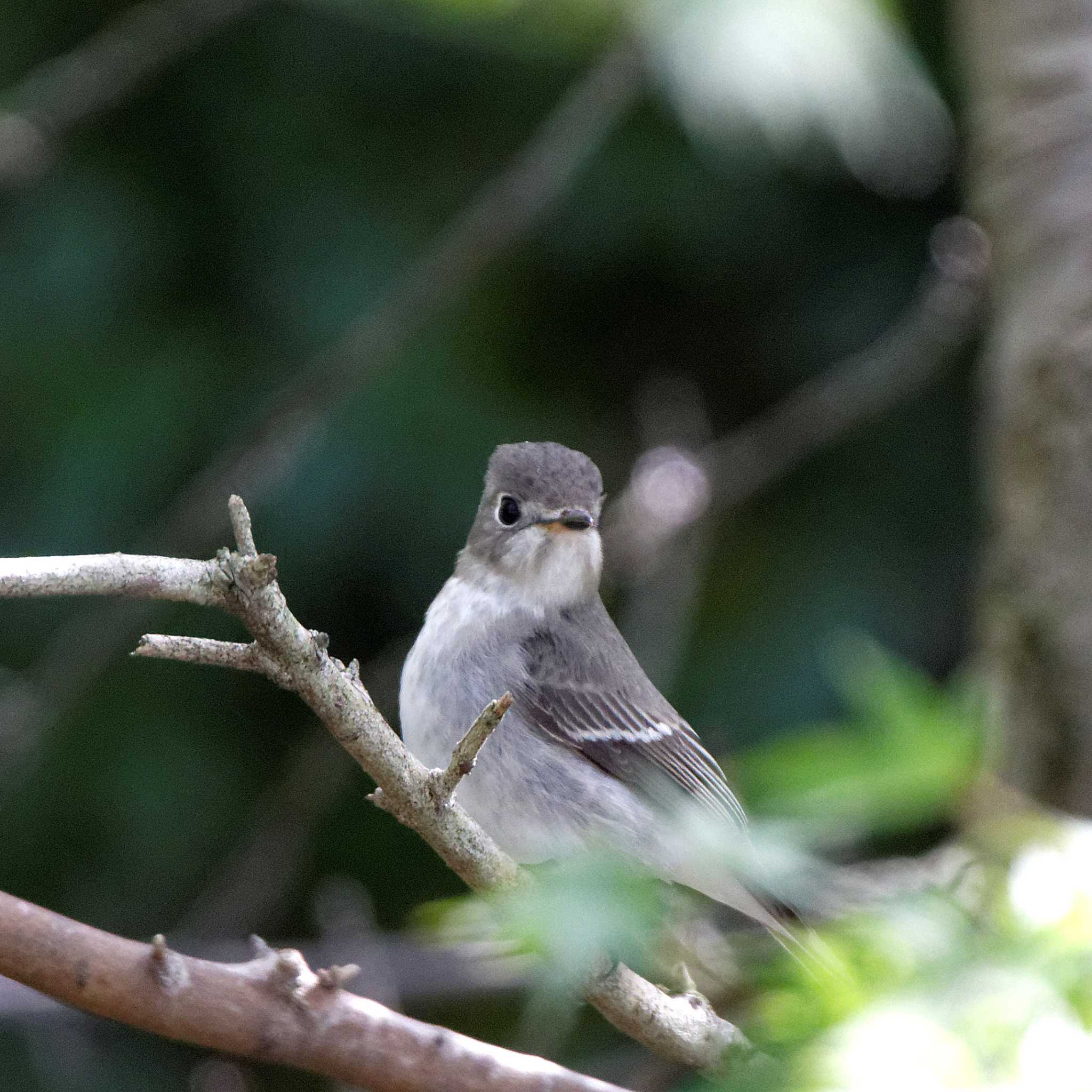 Asian Brown Flycatcher